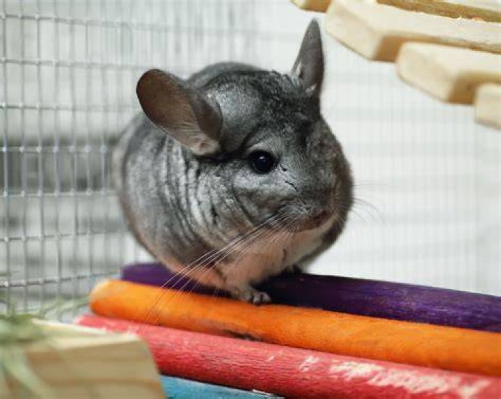 How good are chinchillas eyes?
