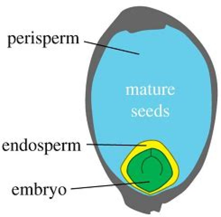 How is perisperm different from endosperm?