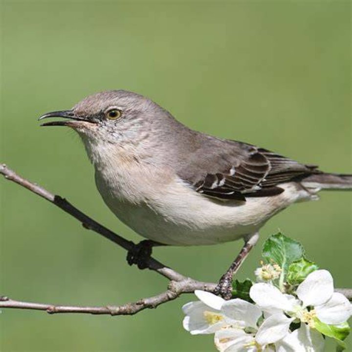 How Long Do Mockingbirds Live? (Northern Mockingbird Lifespan) Unianimal
