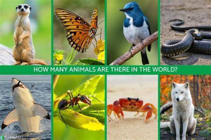 How many animals are in the world?