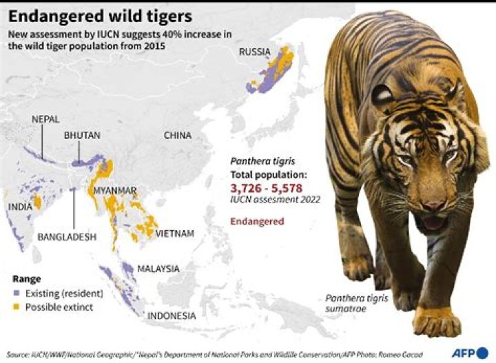 How Many Tigers Are Left In The World |