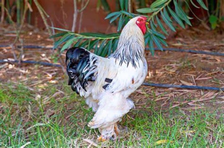 How much do Brahma chickens sell for?