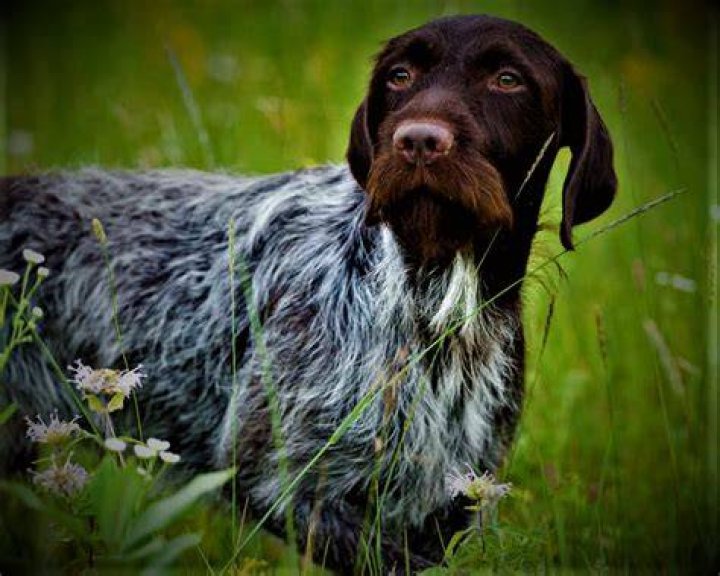 How much do Drahthaar puppies cost?