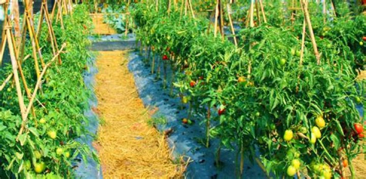 How much do organic vegetable farmers make?