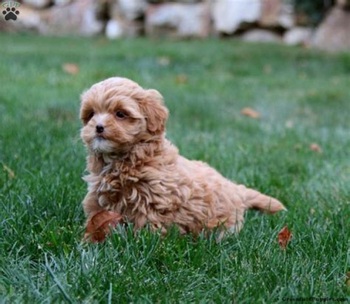How much does a Shihpoo dog cost?