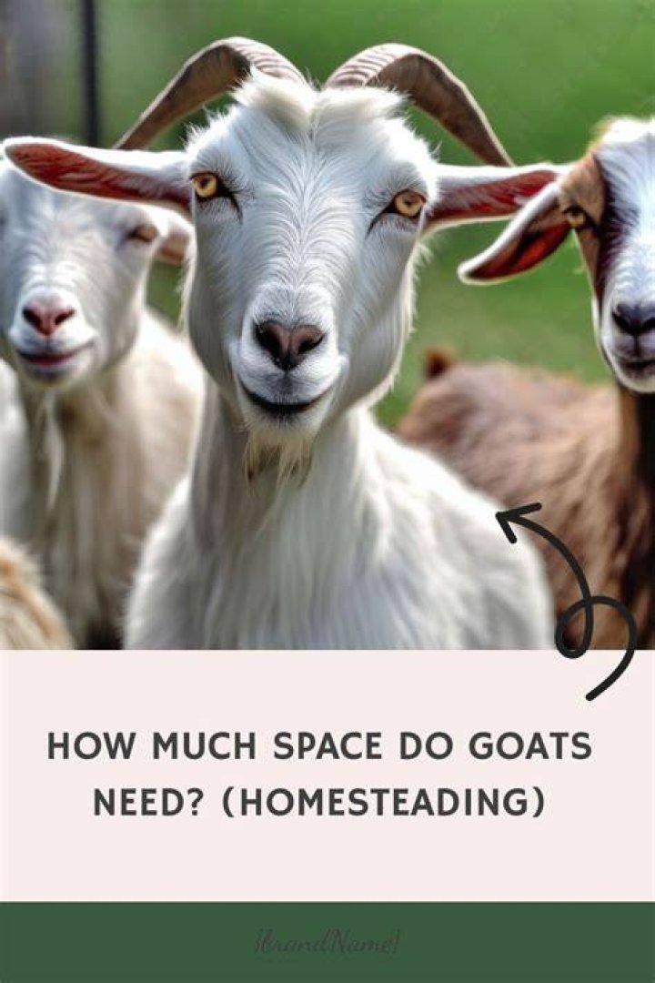 How much space do Oberhasli goats need?