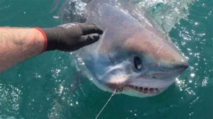Huge great white shark hooked off Hilton Head
