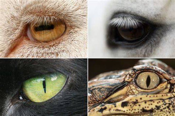 Hunter (Predator) Eyes vs Prey Eyes in Humans What Is It And How To Get It