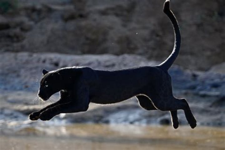 Incredible rare footage of leaping marten as winter arrives on The Last