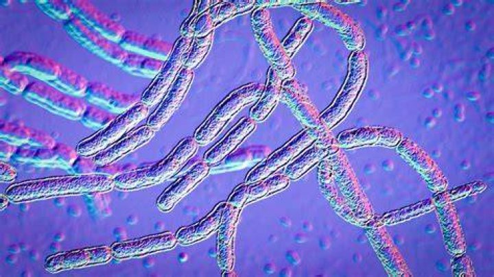 Is anthrax made from ricin?