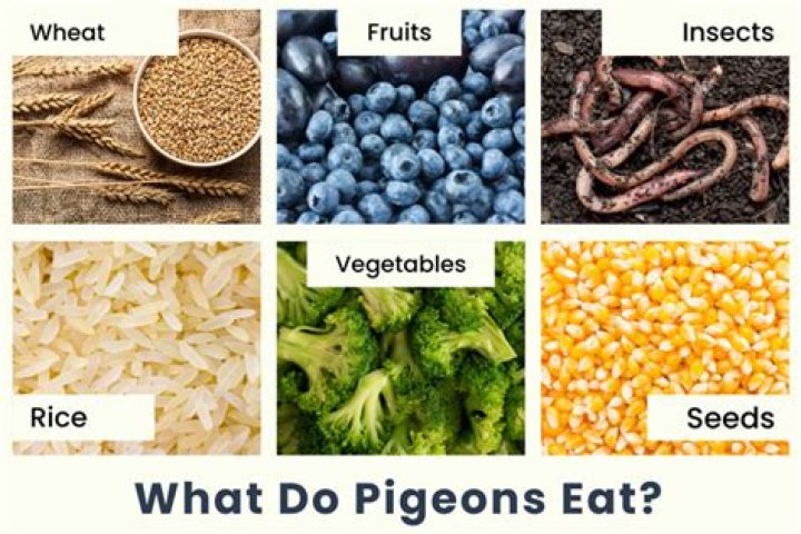 Is it safe to eat a pigeon?