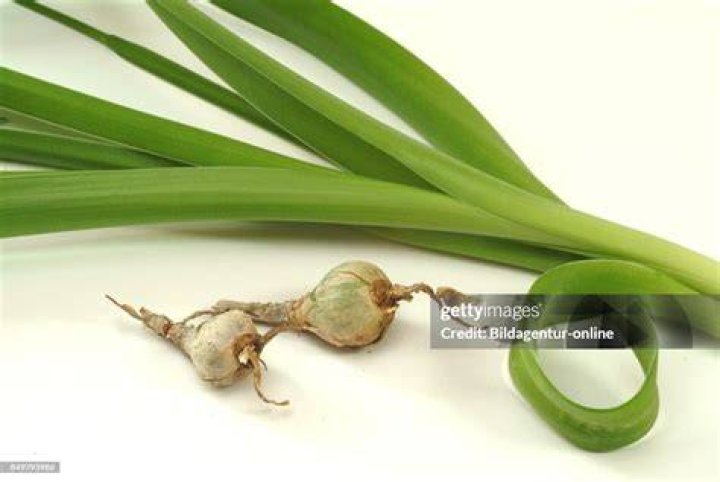 Is onion a medicinal plant?