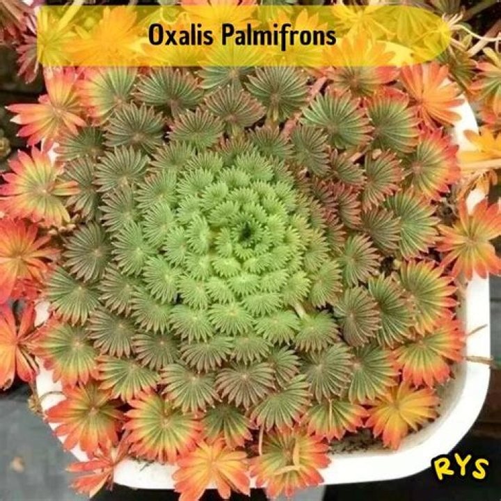 Is oxalis plant rare?