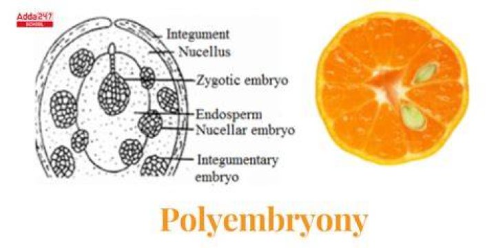 Is polyembryony seen in citrus?