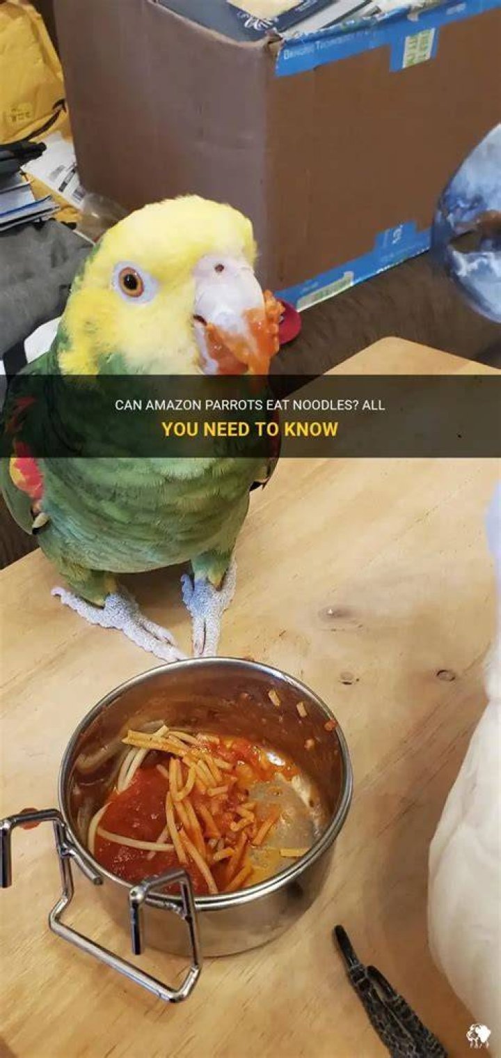 PulseDash | Can parrots eat noodles?