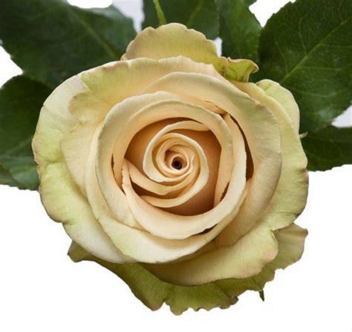 Rose Sahara Standard Rose Roses Flowers by category Sierra