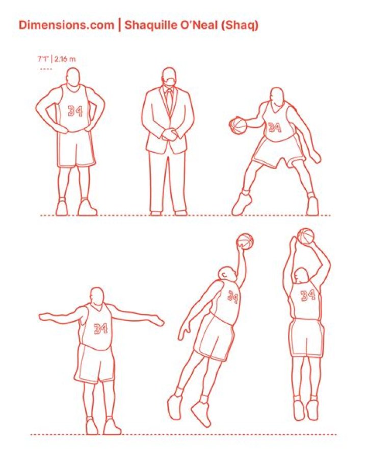 Shaquille O&rsquo;Neal (Shaq) Dimensions & Drawings