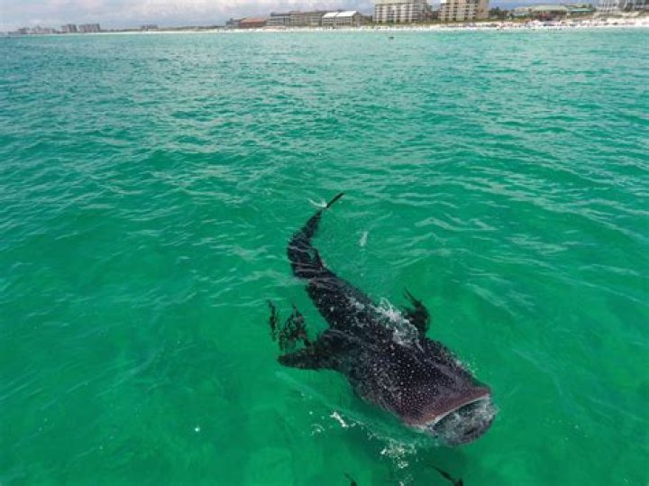 Sharks In Destin, Florida 2023