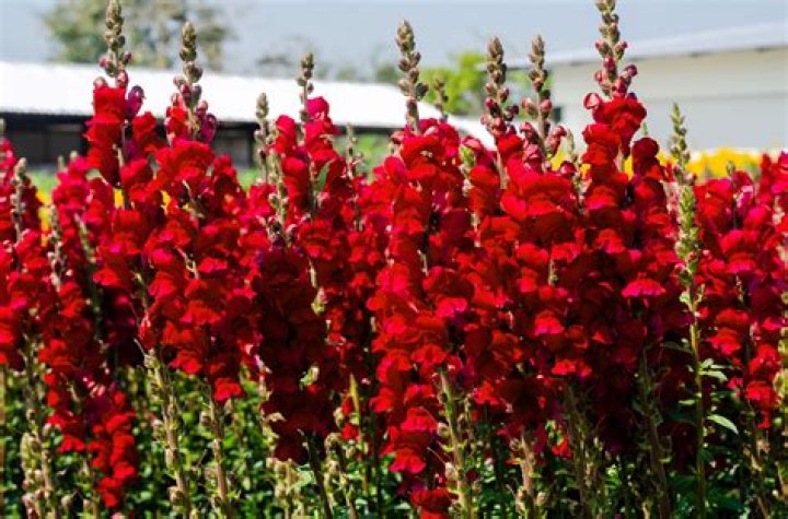Snapdragon tall ruby red (Antirrhinum majus maximum) Happy Green Shop