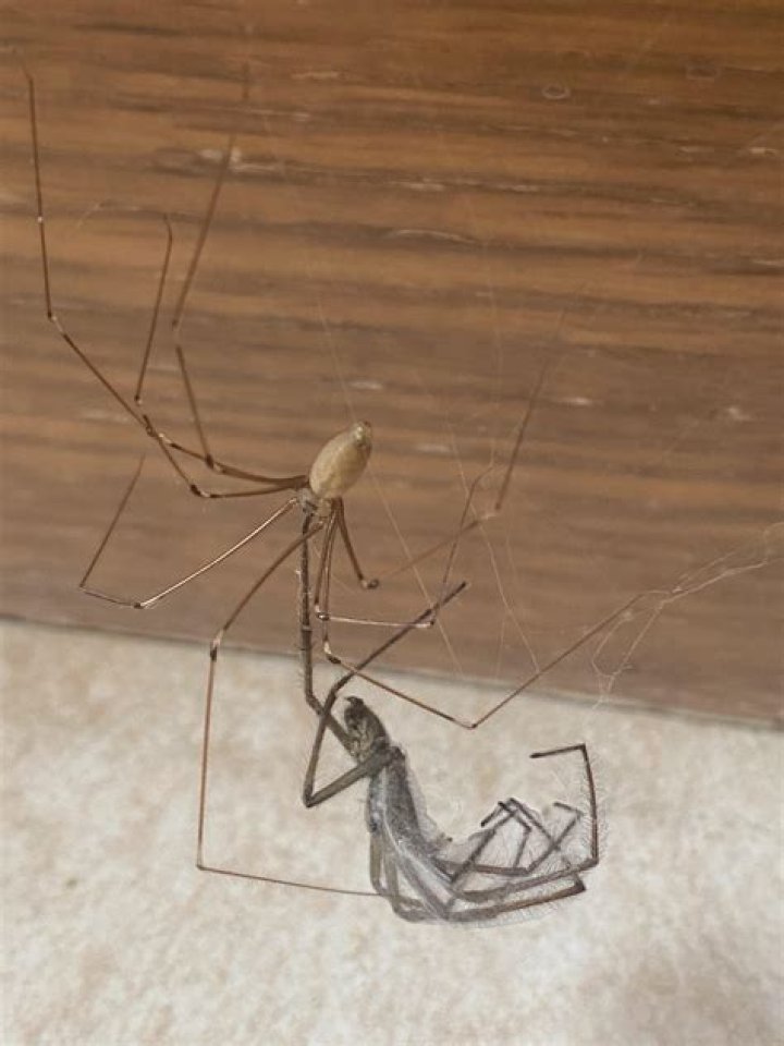Spider Falls And The Mystery Of Arachnid Mortality