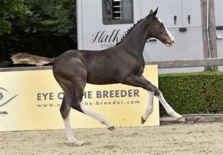 Star-Studded Lineage And Passion For Horses