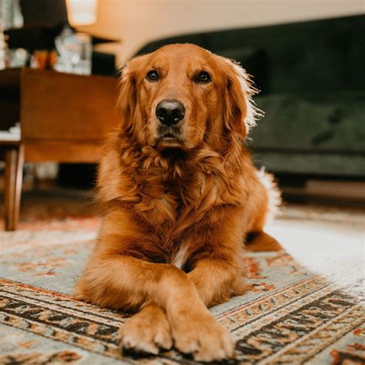 Stunning Shades Why Golden Retrievers Come In So Many Different Colors