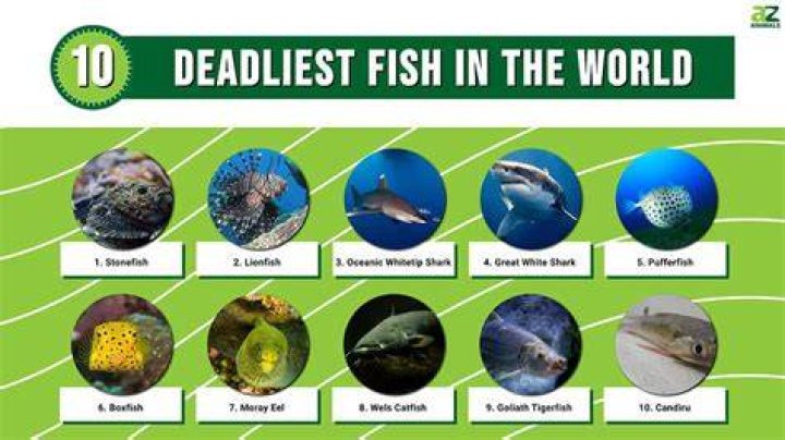 The 7 Deadliest & Most Dangerous Knives In The World