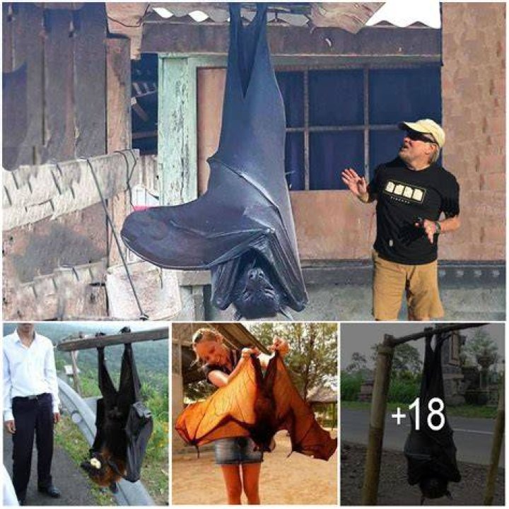 The giant golden-crowned flying fox |