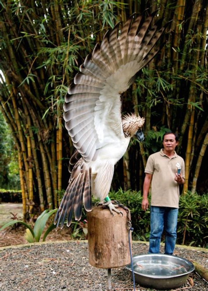 The Giant Philippine Eagle |
