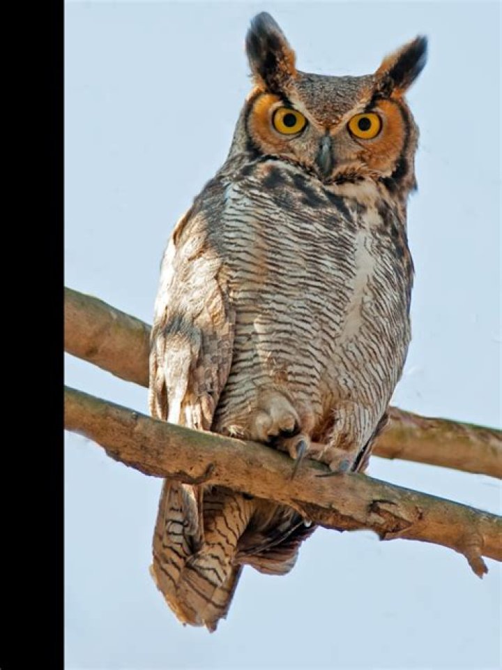 The Great Horned Owl