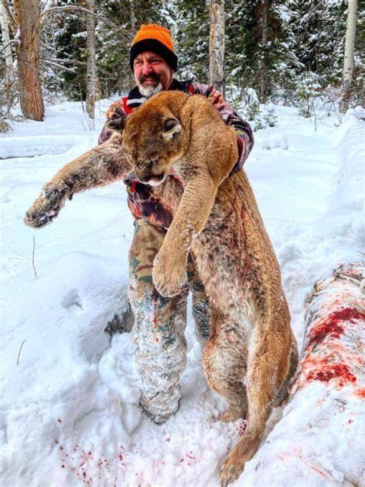 The Secrets Of Mountain Lion Hunting