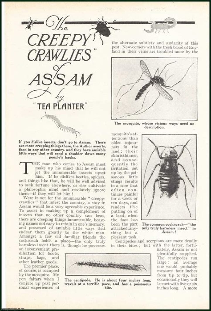 The Truth About These Creepy-Crawlies |