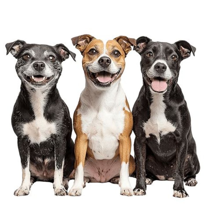 Three dogs! Got That Dog In Him Know Your Meme