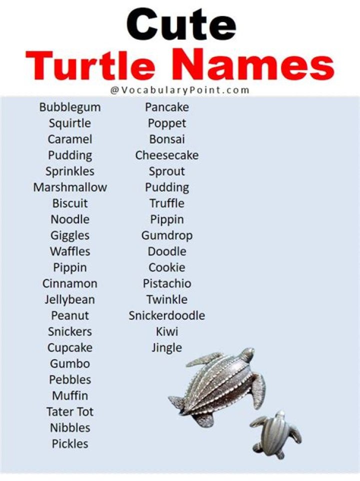 Turtle Names 275 Awesome Ideas For Naming Your Turtle in 2021