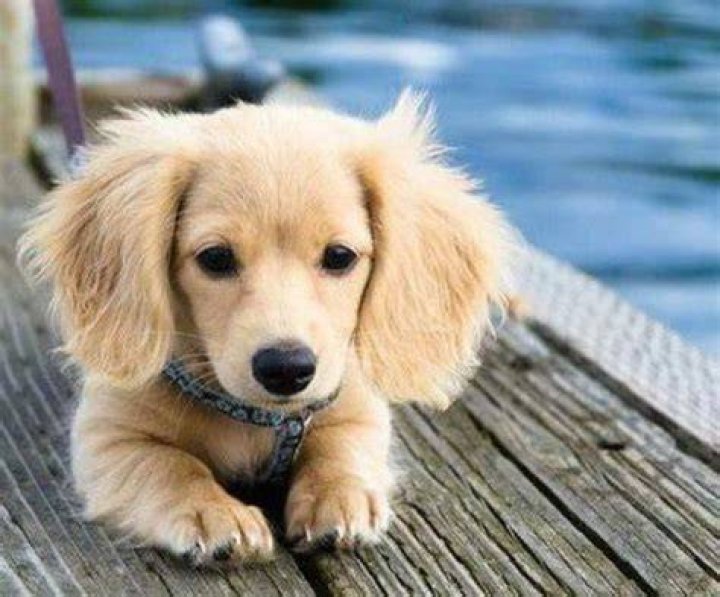 Ultimate Guide to Golden Weiner Dog