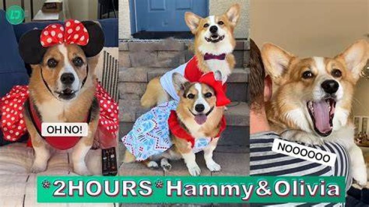 Ultimate Hammy & Olivia TikTok Videos 2022 New Hammy and Olivia