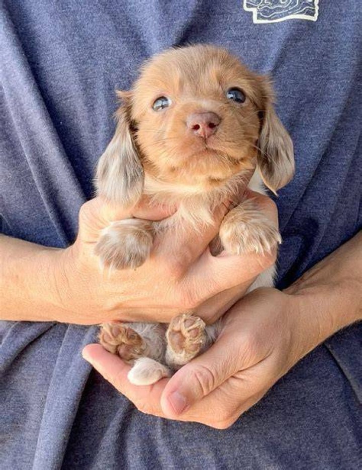 Uncover The Enchanting World Of Miniature Long Haired Dachshunds