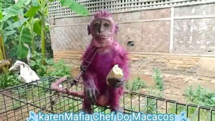 Unraveling The Secrets Of The "Karen Mafia Monkey"