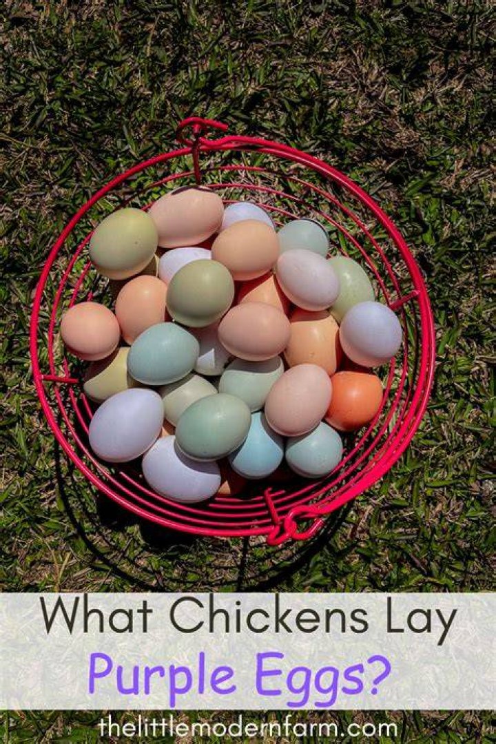 Unveiling The Enigma Of Chickens That Lay Purple Eggs
