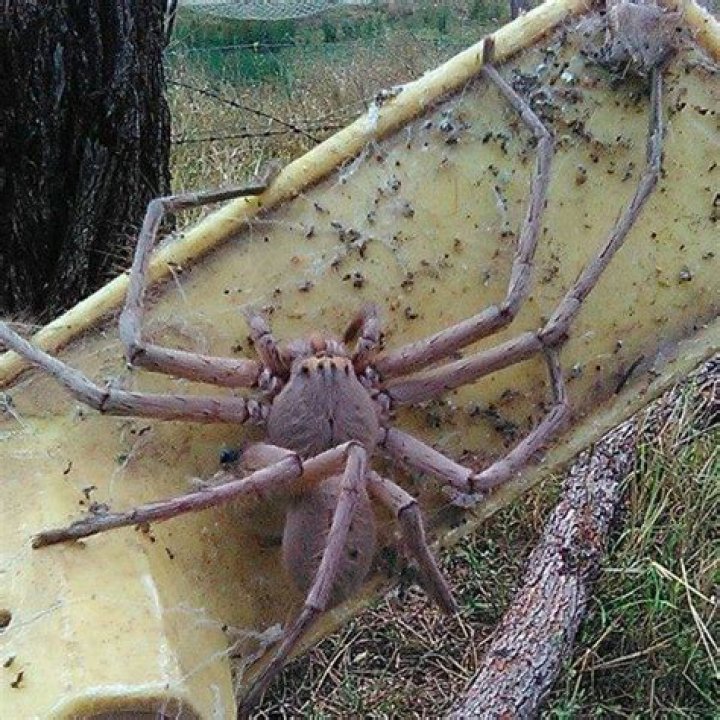Unveiling The Giant Huntsman Spider |