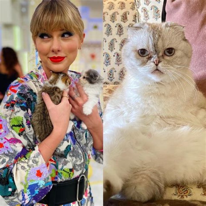 Unveiling The Secrets Behind Taylor Swift's Cat Names: Discoveries And Insights