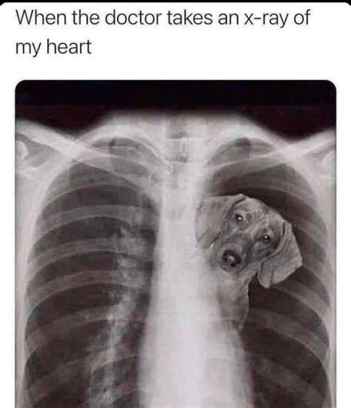 Unveiling The Secrets Of Dog X-Ray Memes: Discoveries And Insights