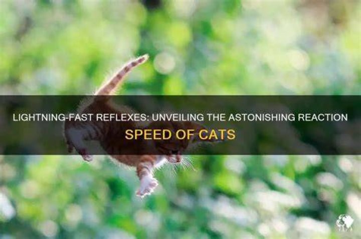 Unveiling The Secrets Of Lightning-Fast Reflexes
