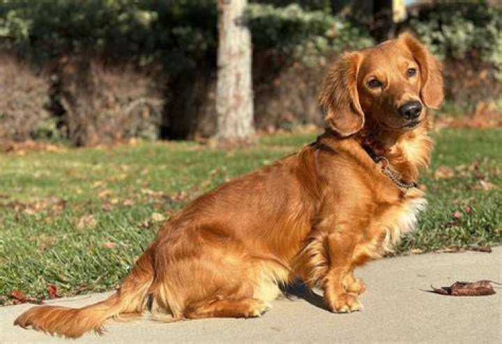 Unveiling The Secrets Of The Weiner Golden Mix: A Journey Of Discovery