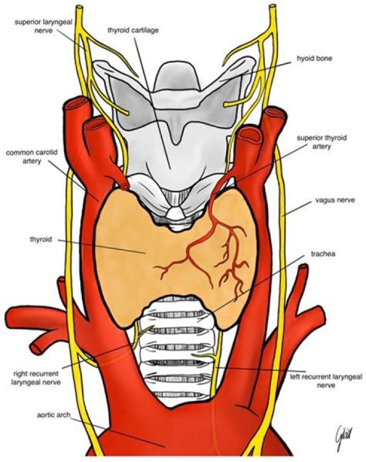 Unveiling The Secrets Of Thyroid Surgery With Dr. Joyce Vance