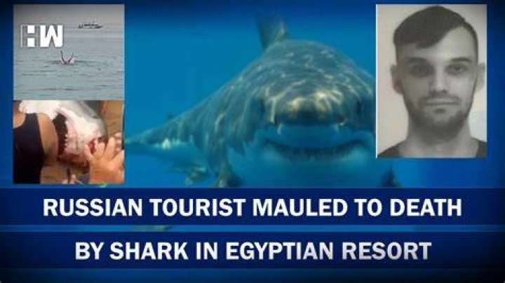 Unveiling The Truths Behind The Tragic Shark Attack In Egypt