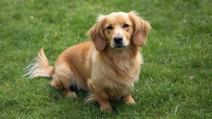 Unveiling The Wonders Of A Wiener Dog Mixed With A Golden Retriever