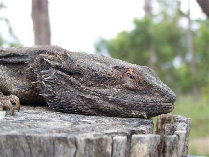 Unveiling The Wonders Of The Species Pet World: Discoveries And Insights