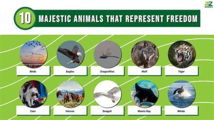What animal symbolizes liberation?