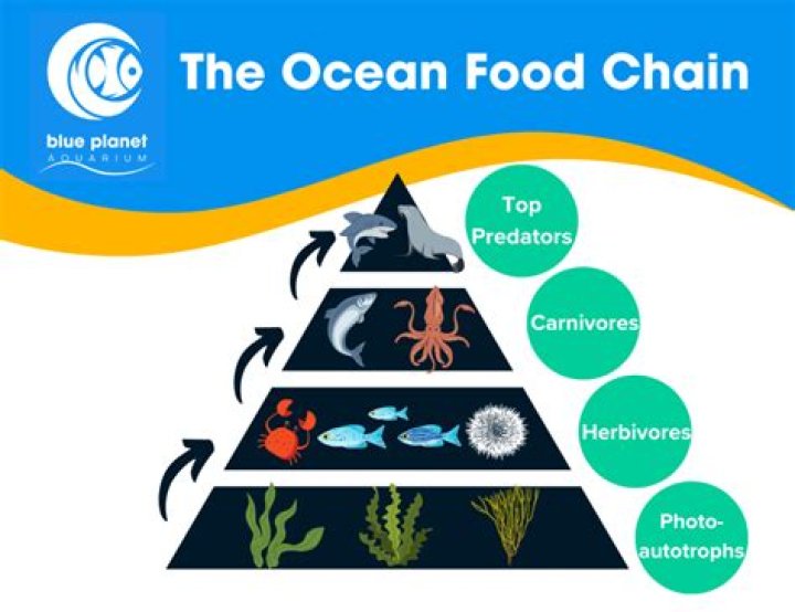 What are some food chains in the ocean?